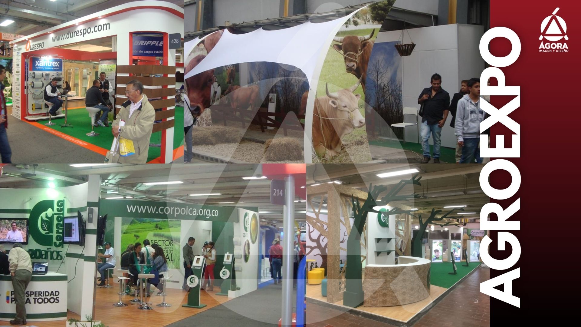 Proyecto 12